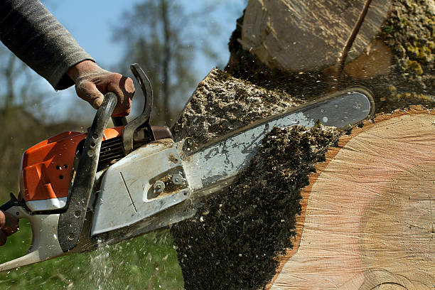 Tree Health Inspection in East Helena, MT